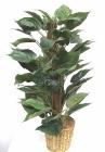 Philodendron on pole
